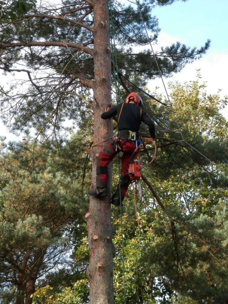 Baumschutz Neuss