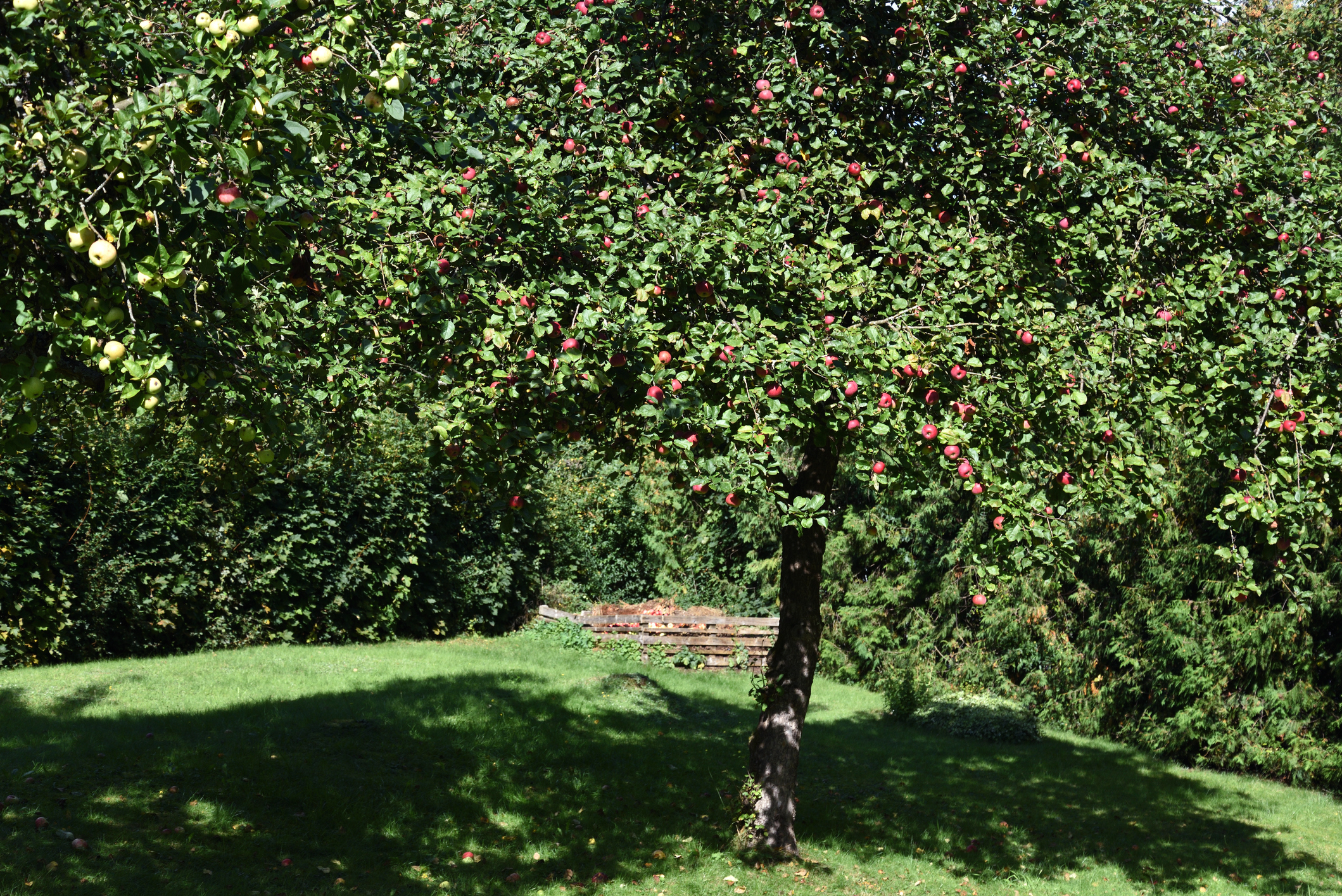 Apfelbaum schneiden Obstbaumschnitt Baumpflege Neuss